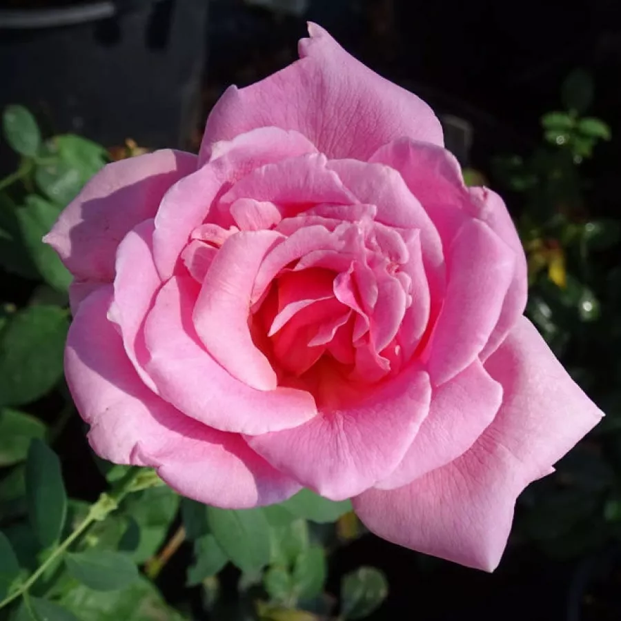 Rose Ibridi di Tea - Rosa - Eiffel Tower - Produzione e vendita on line di rose da giardino