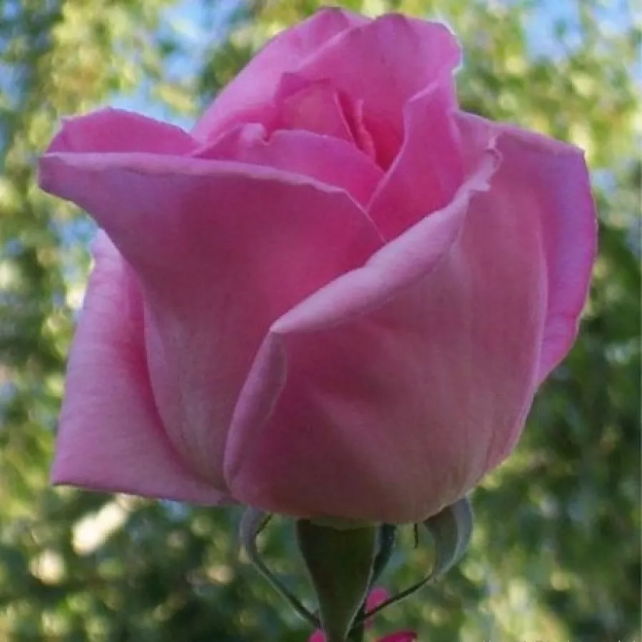 Rózsaszín - Rózsa - Eiffel Tower - Online rózsa rendelés