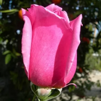 Rosa Eiffel Tower - roz - Trandafiri hibrizi Tea