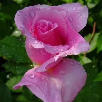 Srebrno-różowy - róża wielkokwiatowa - Hybrid Tea   (80-150 cm)