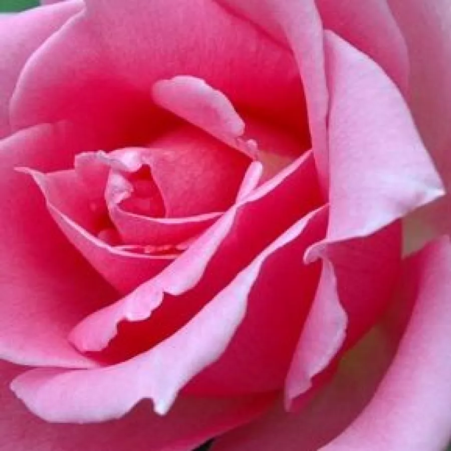 Hybrid Tea - Rosa - Eiffel Tower - Produzione e vendita on line di rose da giardino