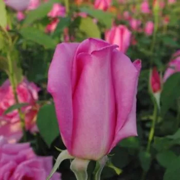 Rosa Eiffel Tower - różowy - róża pienna - Róże pienne - z kwiatami hybrydowo herbacianymi