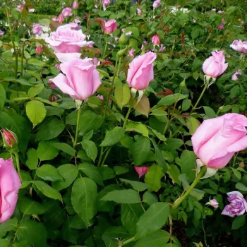 Srebrno-różowy - róża wielkokwiatowa - Hybrid Tea   (80-150 cm)
