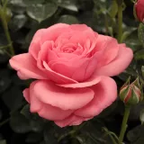 Rózsaszín - teahibrid rózsa - Online rózsa vásárlás - Rosa Elaine Paige™ - diszkrét illatú rózsa - szegfűszeg aromájú