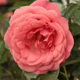 Teehybriden-edelrosen - rosa - diskret duftend - Rosa Elaine Paige™ - Rosen Online Kaufen