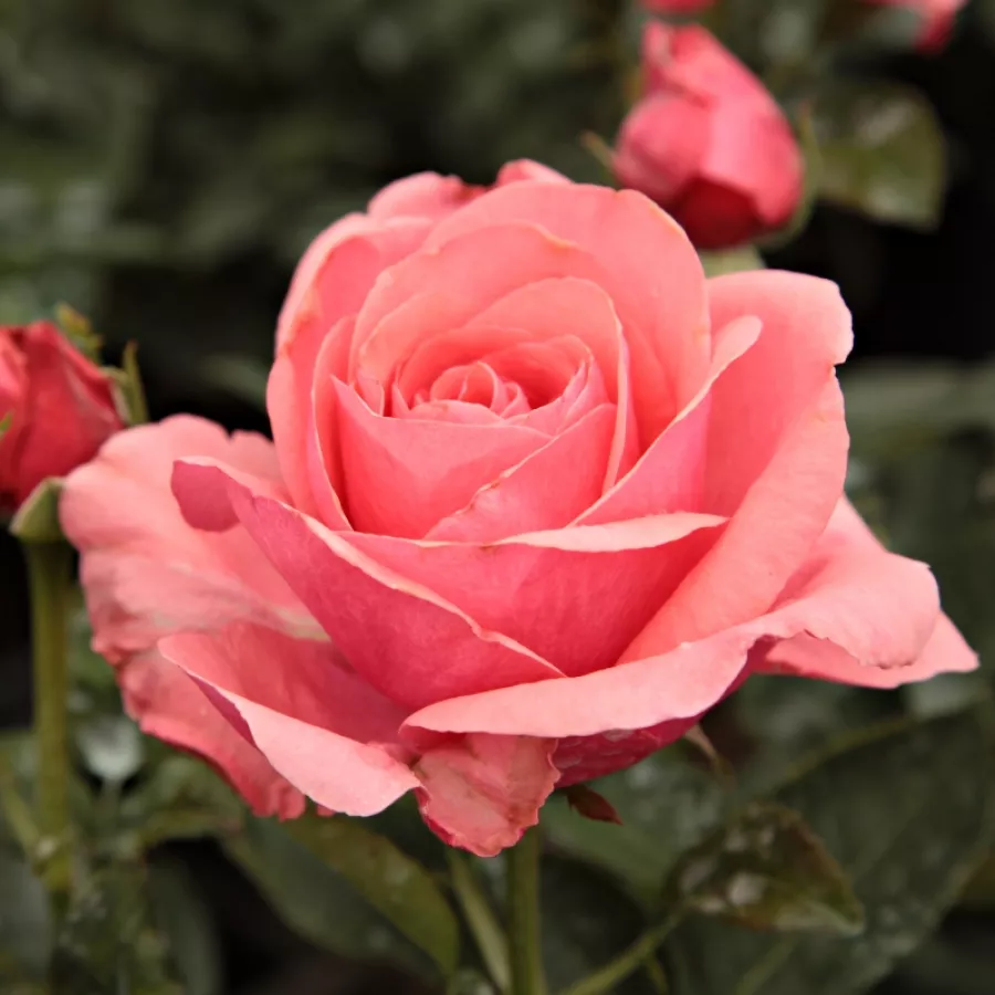 Różowy - Róża - Elaine Paige™ - Szkółka Róż Rozaria