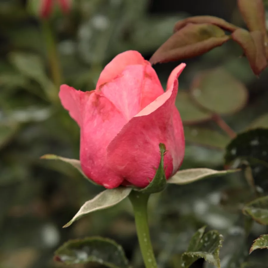 Róża z dyskretnym zapachem - Róża - Elaine Paige™ - Szkółka Róż Rozaria