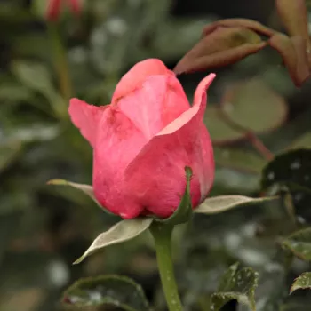 Rosa Elaine Paige™ - ružová - čajohybrid