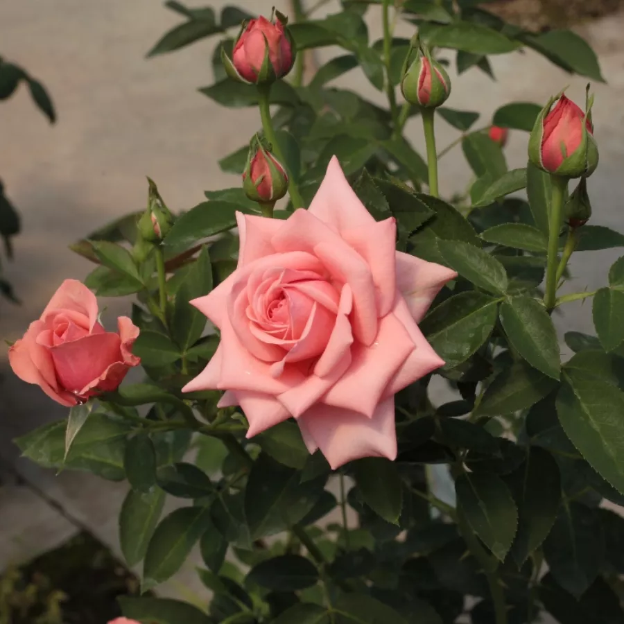 POUlht008 - Trandafiri - Elaine Paige™ - Trandafiri online