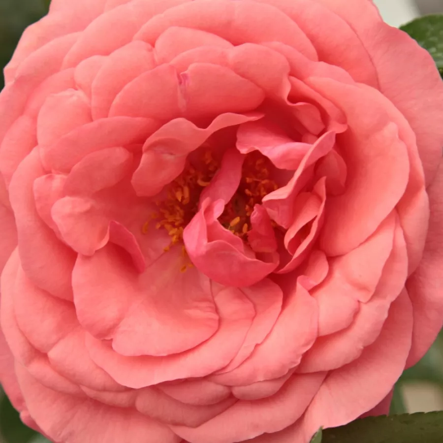Hybrid Tea - Trandafiri - Elaine Paige™ - Trandafiri online