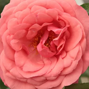 Online rózsa rendelés  - teahibrid rózsa - rózsaszín - diszkrét illatú rózsa - szegfűszeg aromájú - Elaine Paige™ - (100-150 cm)