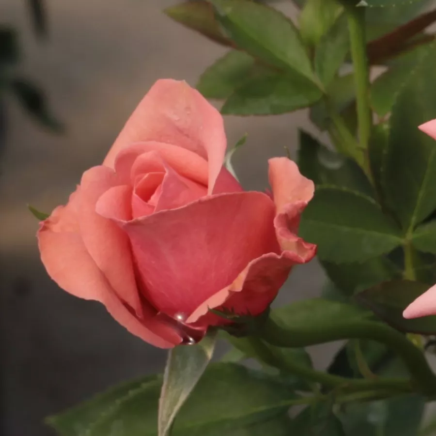 Trandafiri pomisor - Trandafir copac cu trunchi înalt – cu flori teahibrid - Trandafiri - Elaine Paige™ - 
