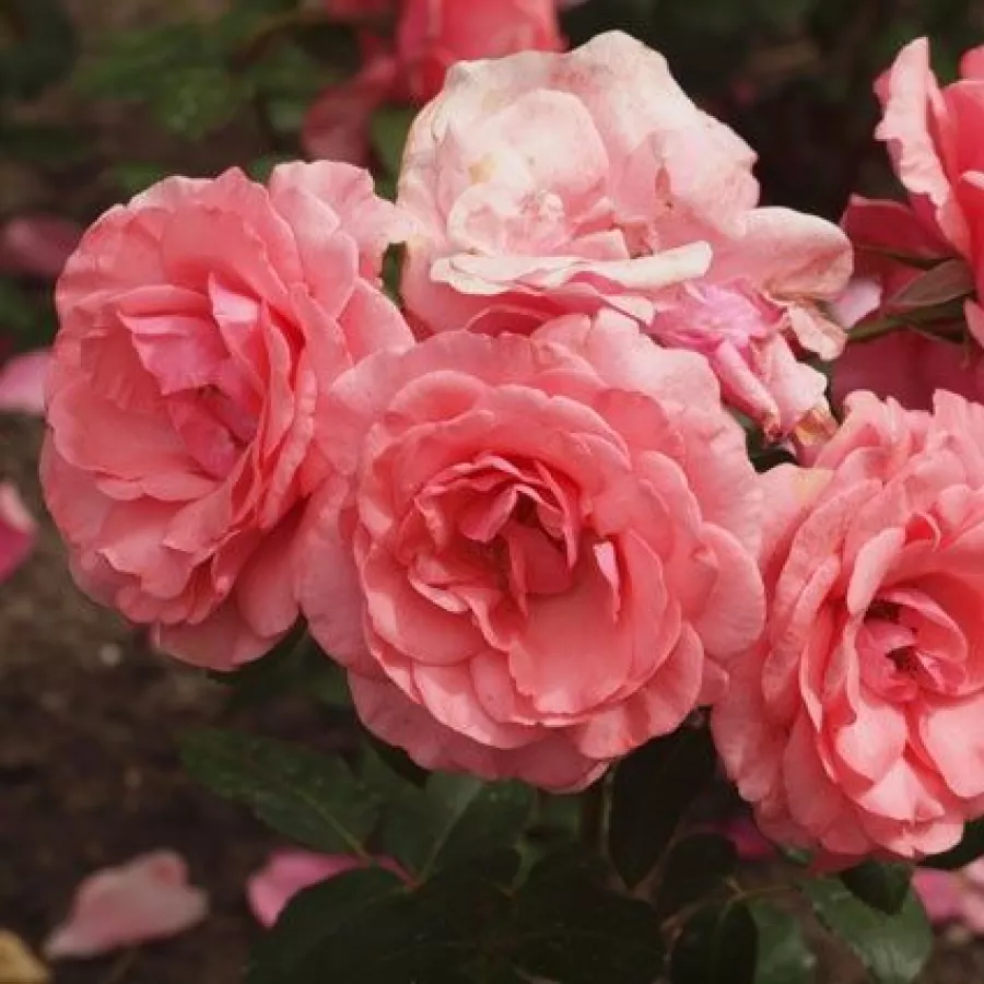 120-150 cm - Rosa - Elaine Paige™ - rosal de pie alto