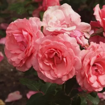 Rózsaszín - teahibrid virágú - magastörzsű rózsafa - diszkrét illatú rózsa - szegfűszeg aromájú