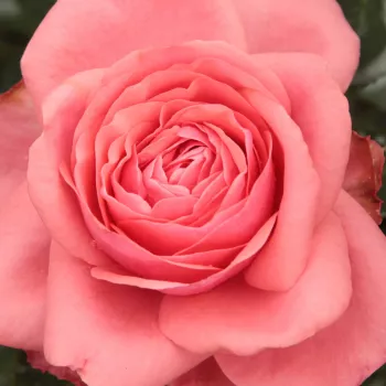 Ruže - eshop  - ružová - stromčekové ruže - Stromkové ruže s kvetmi čajohybridov - Elaine Paige™ - mierna vôňa ruží - klinčeková aróma