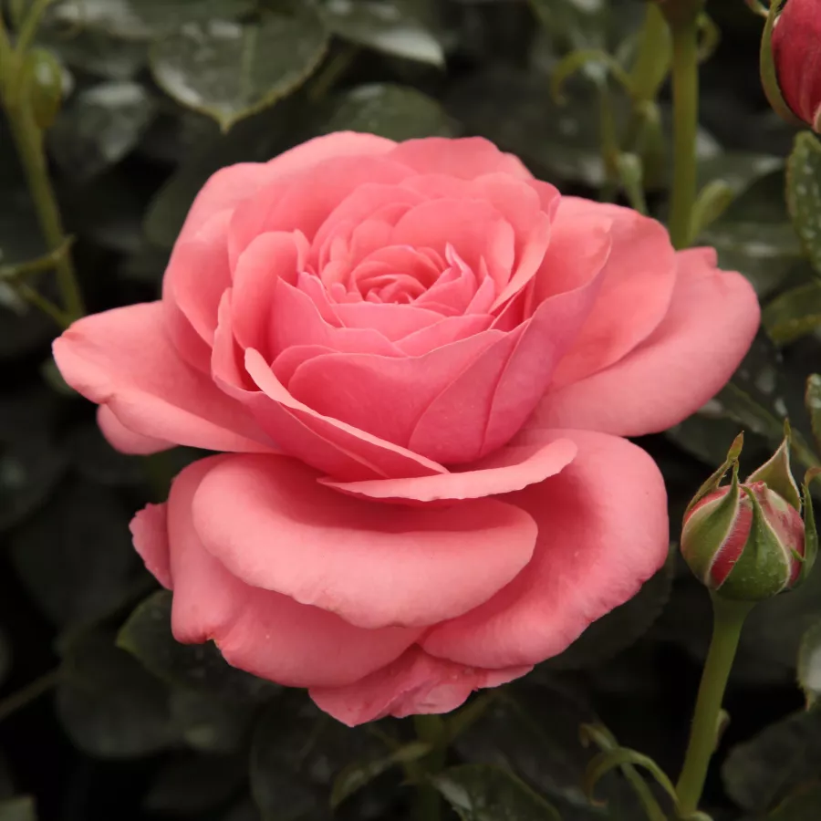 Trandafir cu parfum discret - Trandafiri - Elaine Paige™ - comanda trandafiri online