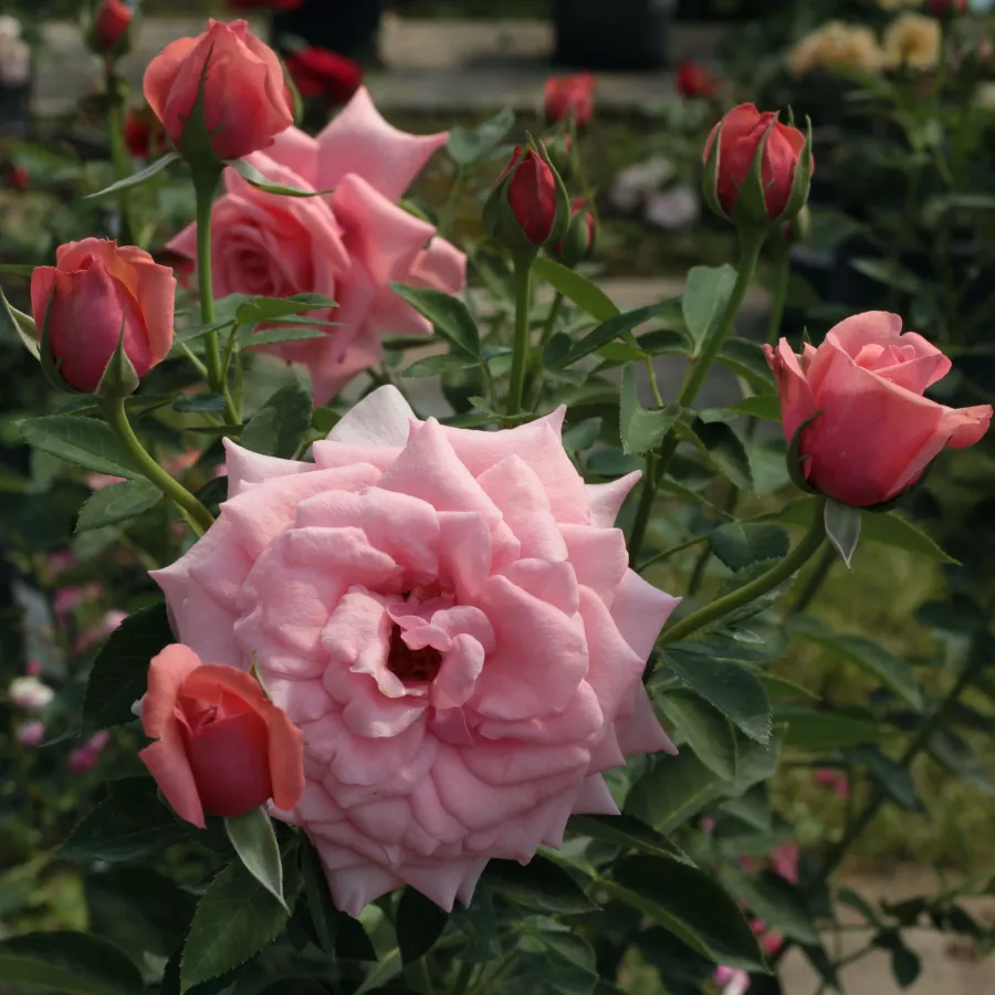 Rosas híbridas de té - Rosa - Elaine Paige™ - viveros y jardinería online