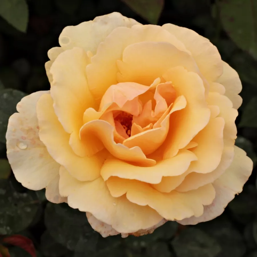 Vrtnica čajevka - Roza - Elegant Beauty® - Na spletni nakup vrtnice