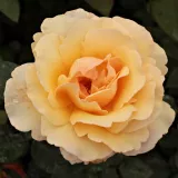 Vrtnica čajevka - rumena - Diskreten vonj vrtnice - Rosa Elegant Beauty® - Na spletni nakup vrtnice