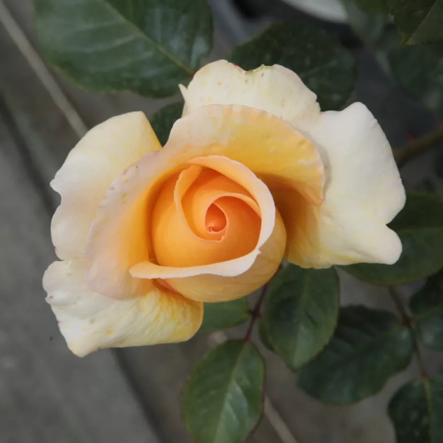 Galben - Trandafiri - Elegant Beauty® - Trandafiri online