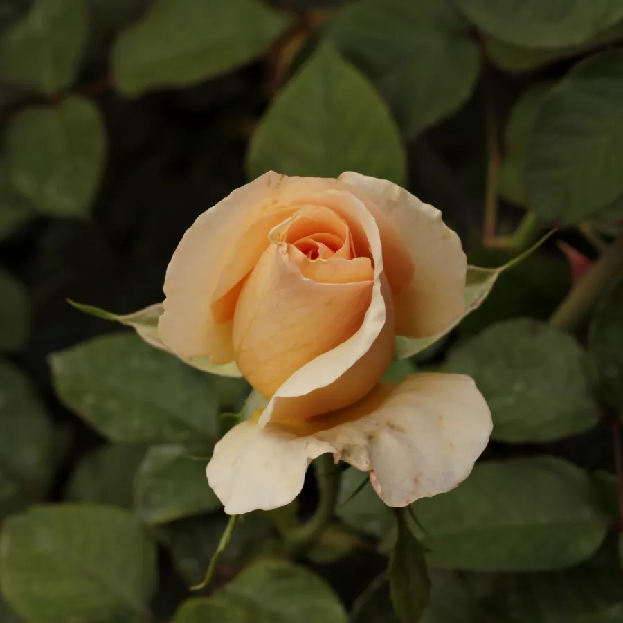 Róża z dyskretnym zapachem - Róża - Elegant Beauty® - Szkółka Róż Rozaria