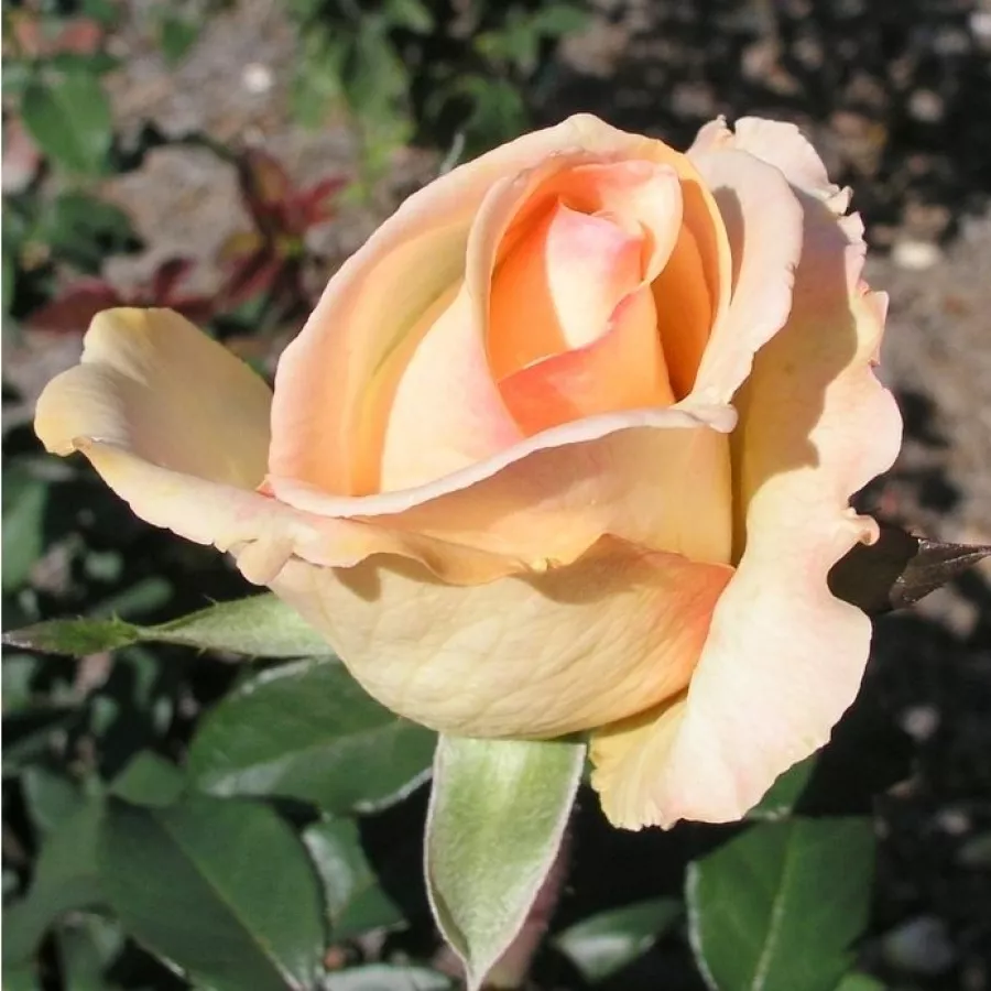 KORgatum - Róża - Elegant Beauty® - Szkółka Róż Rozaria