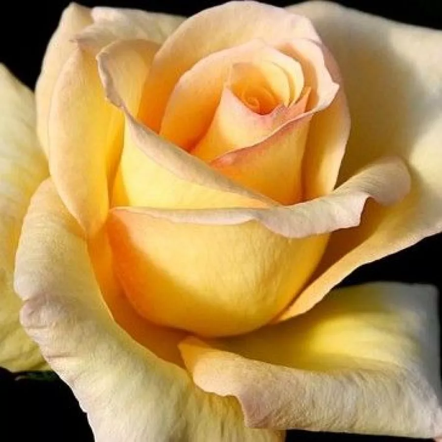 żółty - Róża - Elegant Beauty® - 