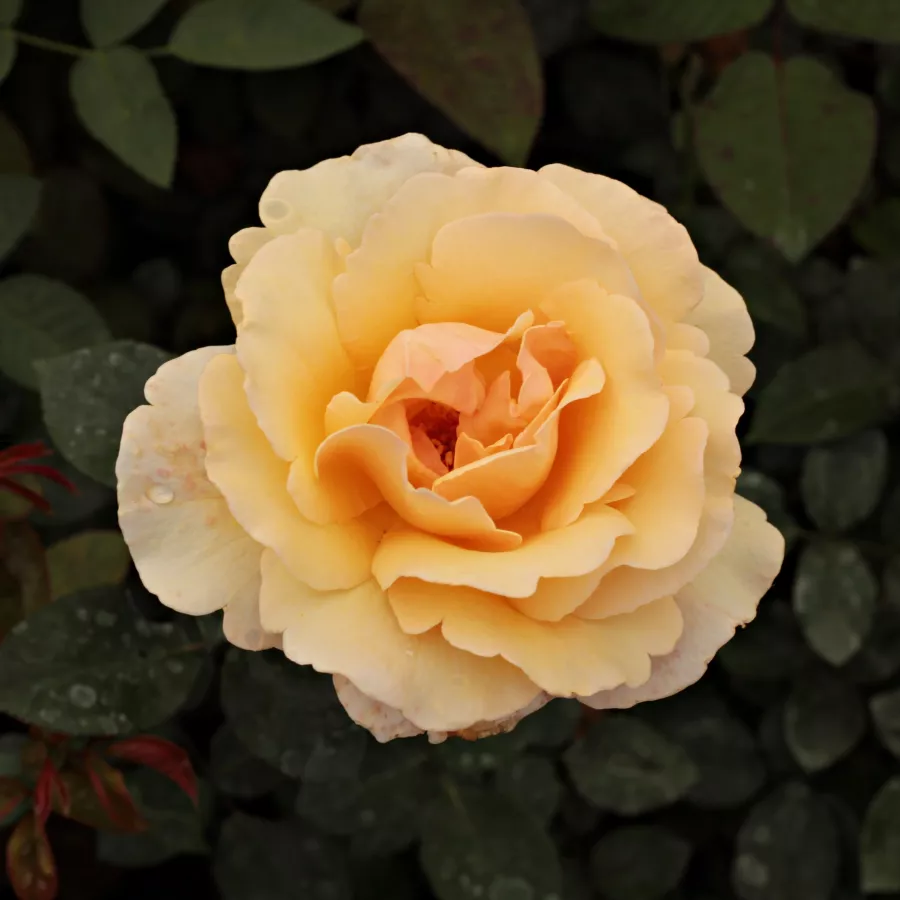 Reimer Kordes - Ruža - Elegant Beauty® - 