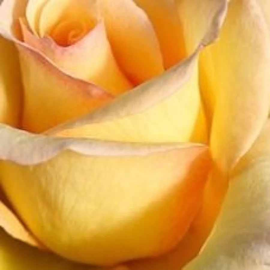Solitaria - Rosa - Elegant Beauty® - rosal de pie alto