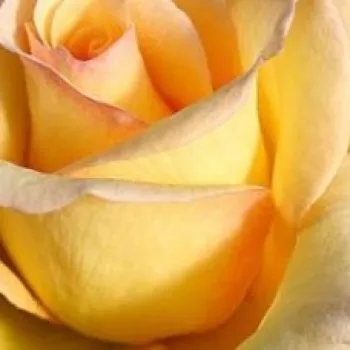Rosa Elegant Beauty® - trandafir cu parfum discret - Trandafir copac cu trunchi înalt - cu flori teahibrid - galben - Reimer Kordes - coroană dreaptă - Soi rezistent, cu înflorire îndelungată, de culoare pastel.
