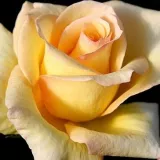 Rose Ibridi di Tea - rosa del profumo discreto - giallo - produzione e vendita on line di rose da giardino - Rosa Elegant Beauty®