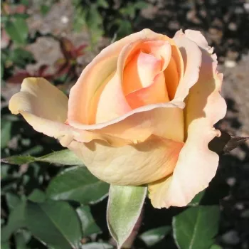 Vajszínű -rózsaszín sziromszél - teahibrid rózsa - diszkrét illatú rózsa - málna aromájú