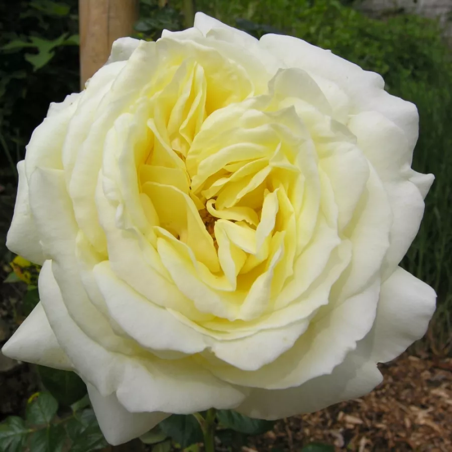 Ruža intenzivnog mirisa - Ruža - Fubu - sadnice ruža - proizvodnja i prodaja sadnica