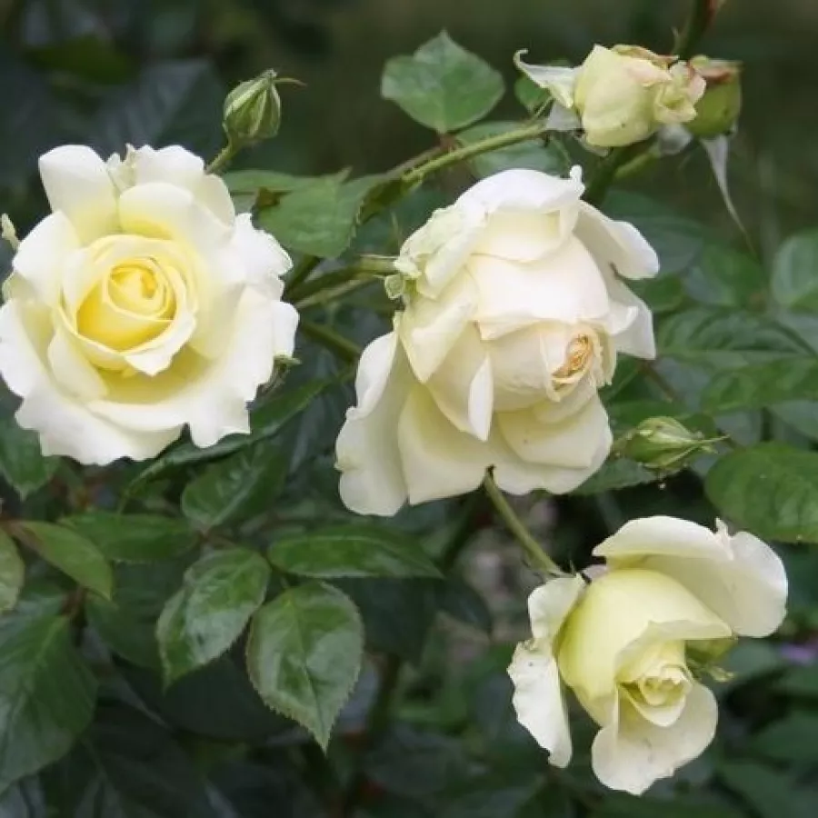 Climber, vrtnica vzpenjalka - Roza - Fubu - vrtnice online