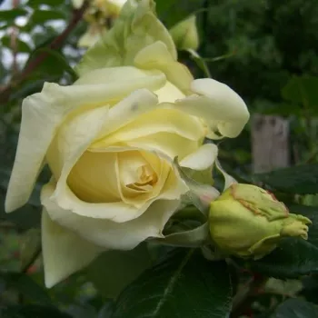 Rosa Elfe® - sárga - climber, futó rózsa
