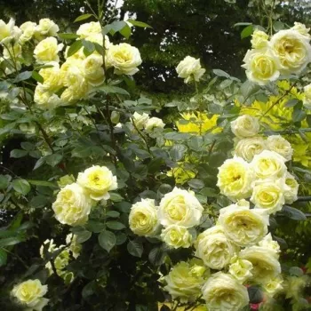 Világos sárga - climber, futó rózsa - intenzív illatú rózsa - damaszkuszi aromájú