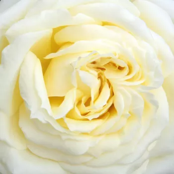 Online rózsa kertészet - sárga - climber, futó rózsa - intenzív illatú rózsa - damaszkuszi aromájú - Elfe® - (90-150 cm)