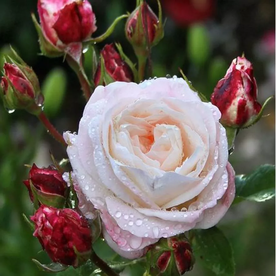 Biely - Ruža - Eliane Gillet™ - Ruže - online - koupit