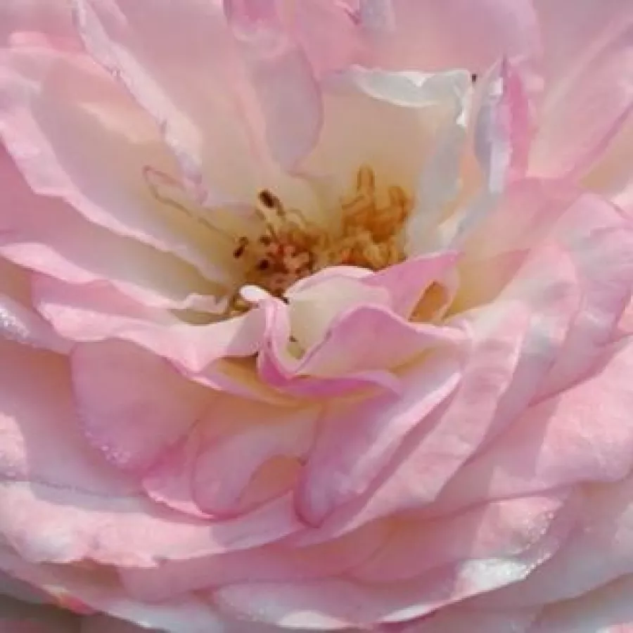 Romantica, Shrub - Roza - Eliane Gillet™ - Na spletni nakup vrtnice