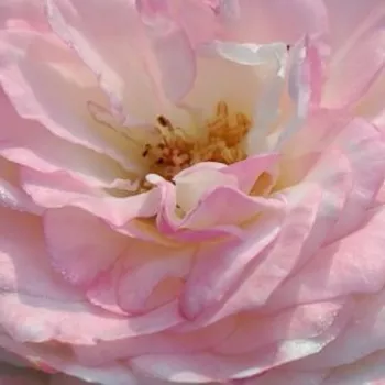 Online rózsa webáruház - nosztalgia rózsa - fehér - diszkrét illatú rózsa - kajszibarack aromájú - Eliane Gillet™ - (80-120 cm)