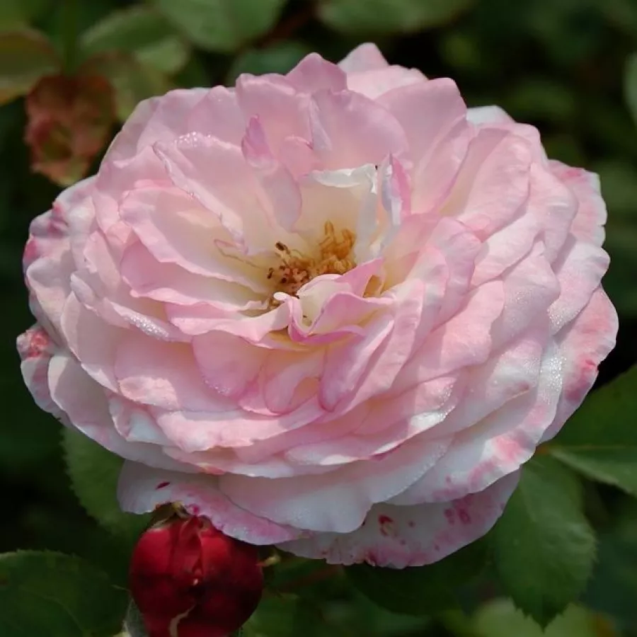 Biały - Róża - Eliane Gillet™ - 