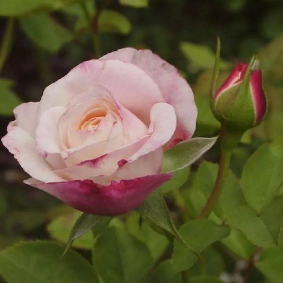 Angolrózsa virágú- magastörzsű rózsafa - Rózsa - Eliane Gillet™ - Kertészeti webáruház