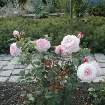 Alb - trandafiri pomisor - Trandafir copac cu trunchi înalt – cu flori tip trandafiri englezești