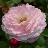 White - nostalgia rose - discrete fragrance - Eliane Gillet - rose shopping online