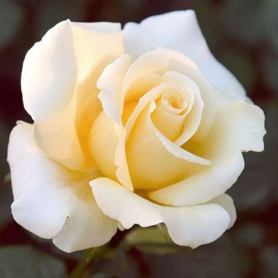 Róża wielkokwiatowa - Hybrid Tea - Róża - Elina ® - Szkółka Róż Rozaria