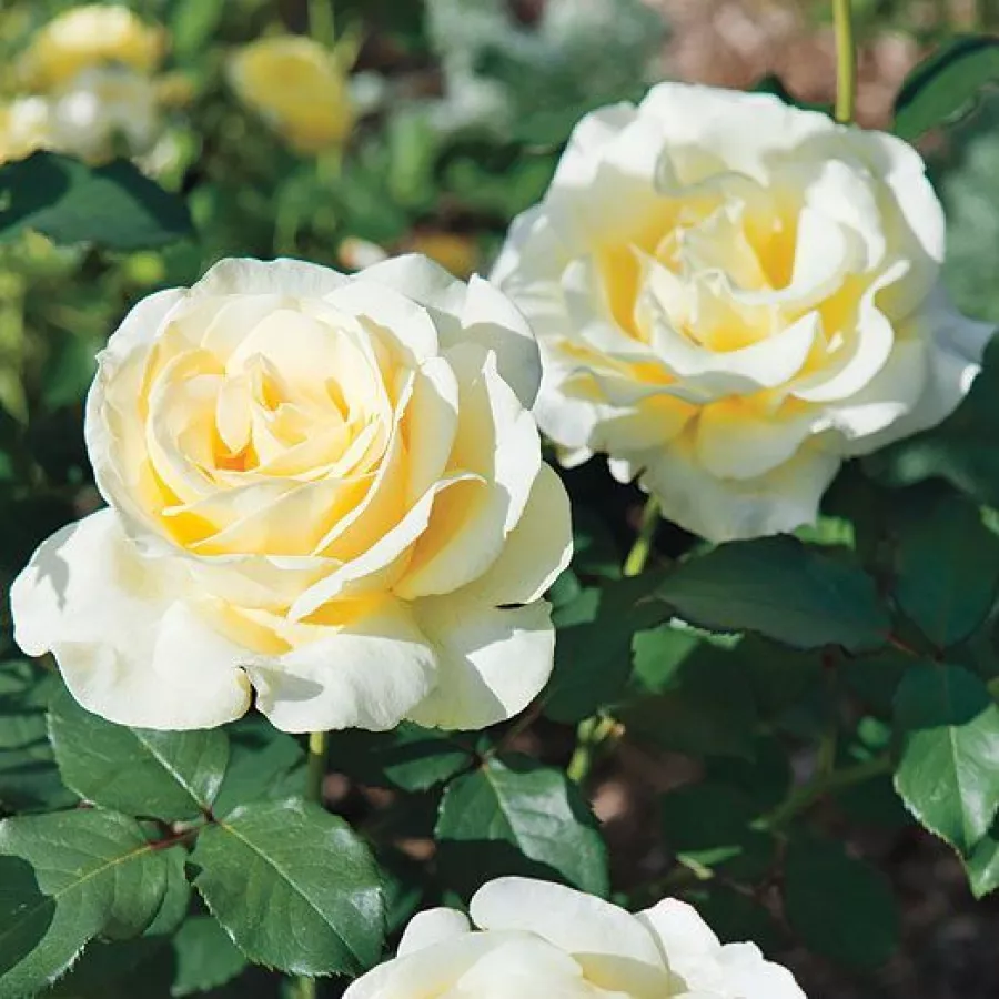 Galben - Trandafiri - Elina ® - Trandafiri online