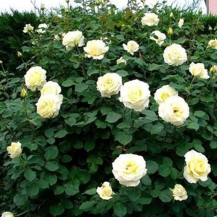 DICjana - Rosa - Elina ® - Produzione e vendita on line di rose da giardino
