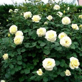 Żółty - róża wielkokwiatowa - Hybrid Tea   (100-120 cm)
