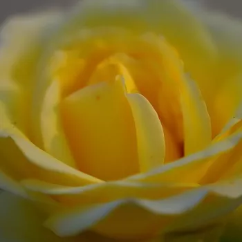Web trgovina ruža - Ruža čajevke - žuta boja - diskretni miris ruže - Elina ® - (100-120 cm)