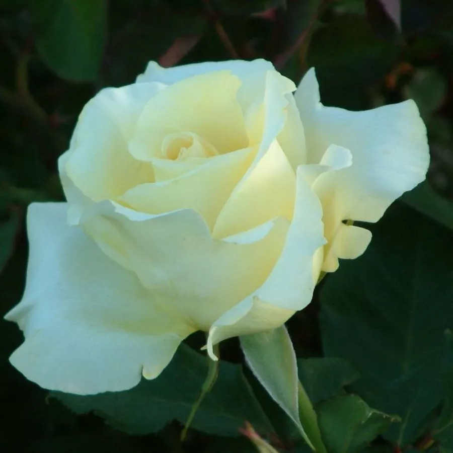 Trandafiri pomisor - Trandafir copac cu trunchi înalt – cu flori teahibrid - Trandafiri - Elina ® - 